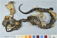 藏品(菊池氏龜殼花)的圖片